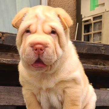 シャーペイ【岡山県・女の子・2022年5月4日・クリーム】の写真「しわくちゃブサカワ犬」
