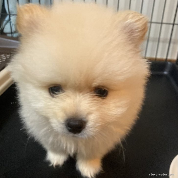 ブリーダー画像