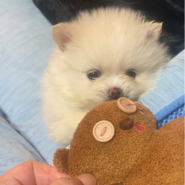 ポメラニアン【福岡県・女の子・2025年9月25日・クリーム】の写真「毛吹きも良く可愛らしいタヌキ顔の女の子です‎♡.*」