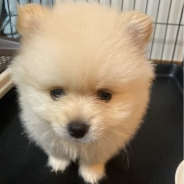 ポメラニアン【福岡県・男の子・2025年9月25日・クリーム】の写真「11月21日〜見学時にそのままお引渡し出来ます☺️」