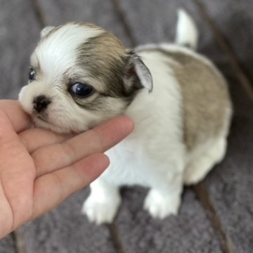 チワワ(ロング)【福岡県・男の子・2025年4月3日・レッド&ホワイト】の写真「のんびり屋さんの可愛い男の子🐶⸝꙳」