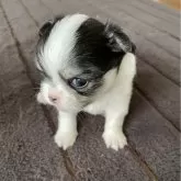 チワワ(ロング)【福岡県・女の子・2025年4月3日・ブラックタンホワイト】の写真2「むむむ~のお顔( ･̆⤙･̆ )💗」