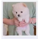 ポメラニアン【福岡県・男の子・2025年9月25日・クリーム】の写真5