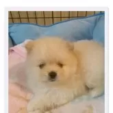 ポメラニアン【福岡県・男の子・2025年9月25日・クリーム】の写真2