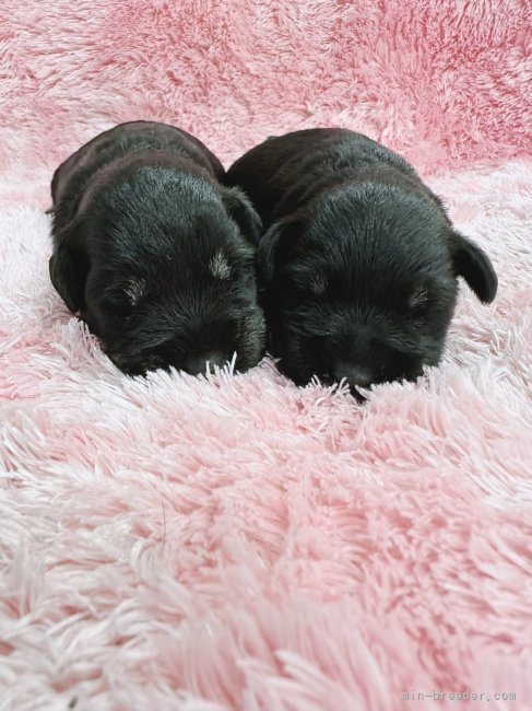 矢野貴久ブリーダーのブログ：最後2週間♫