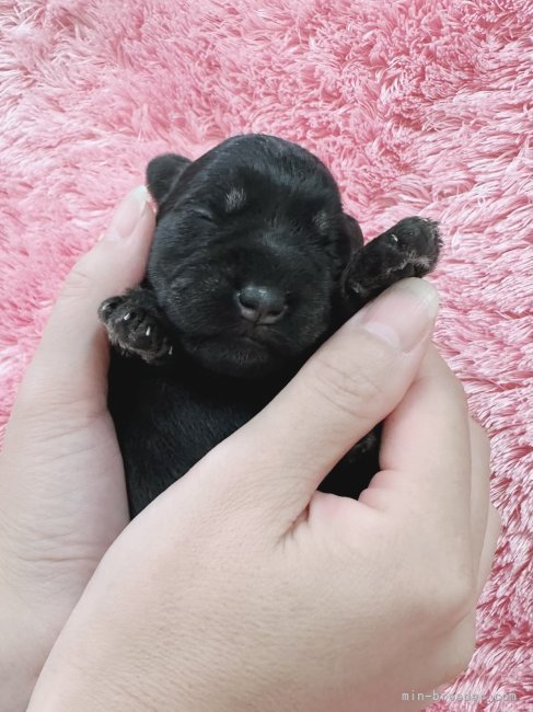 矢野貴久ブリーダーのブログ：生後1週間♫