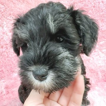 ミニチュアシュナウザー【大分県・女の子・2025年10月20日・ブラック&シルバー】の写真「父JKC.CH姉INT&JKC.CH優秀血統🐶」