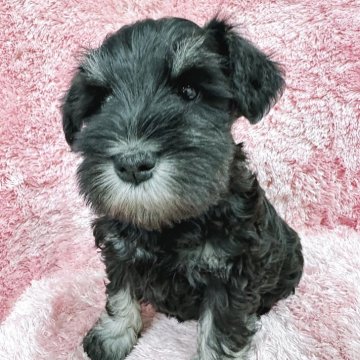 ミニチュアシュナウザー【大分県・女の子・2025年10月20日・ブラック&シルバー】の写真「父JKC.CH姉JKC&INT.CH優秀血統🐶」