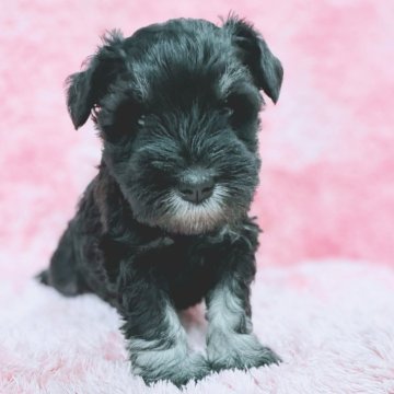 ミニチュアシュナウザー【大分県・女の子・2025年10月20日・ブラック&シルバー】の写真「父JKC.CH姉JKC&INT.CH優秀血統🐶」