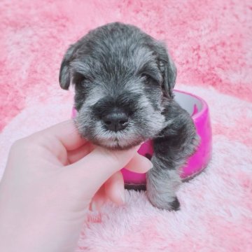 ミニチュアシュナウザー【大分県・男の子・2024年2月23日・ソルト&ペッパー】の写真「血統優秀✨薄めソルトの綺麗な赤ちゃんです🐶」