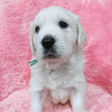 ゴールデンレトリバー【大分県・男の子・2023年11月27日・クリーム】の写真「祖父ロシアCH輸入犬、英国系の白い赤ちゃん🐶」