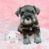 ミニチュアシュナウザー