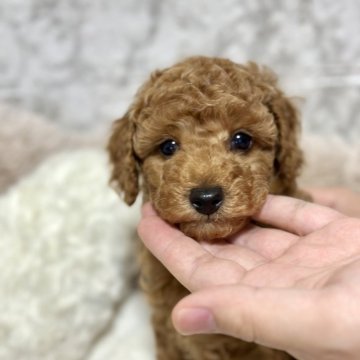 トイプードル(トイ)【新潟県・男の子・2024年10月31日・レッド】の写真「しっかりした体格の男の子🌟」