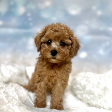 トイプードル(トイ)【新潟県・女の子・2025年10月8日・レッド】の写真「見学スタート❤️愛嬌たっぷり女子❤️🎀」