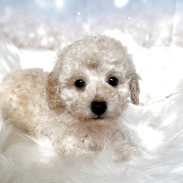 トイプードル(トイ)【新潟県・男の子・2025年9月28日・クリーム】の写真「ちょこんと天使顔🩵✨見学できます🩵」