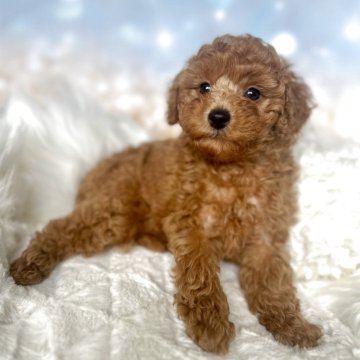 トイプードル(トイ)【新潟県・男の子・2025年10月4日・レッド】の写真「見学スタート🩵写真より可愛いです😊🩷」