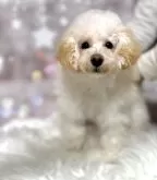 トイプードル(トイ)【新潟県・女の子・2025年9月27日・ペールフォーン】の写真2