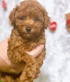 タイニープードル【新潟県・男の子・2023年10月21日・レッド】の写真2