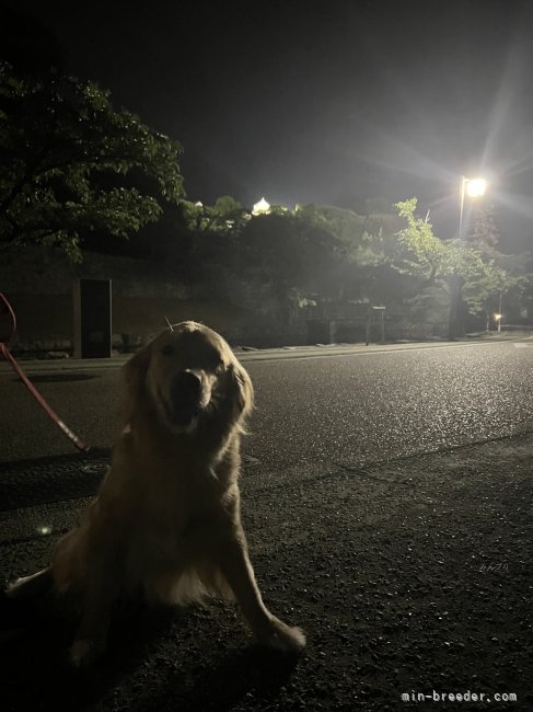 川上朋美ブリーダーのブログ：夜のお散歩