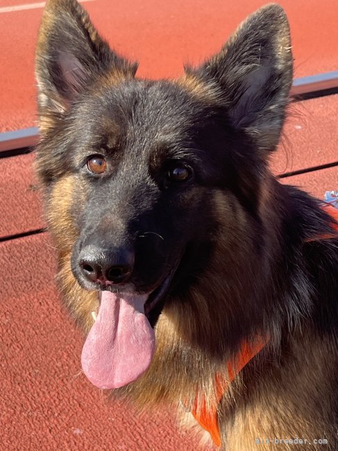 川上朋美ブリーダーのブログ：初カニクロス挑戦🏃‍♀️💨