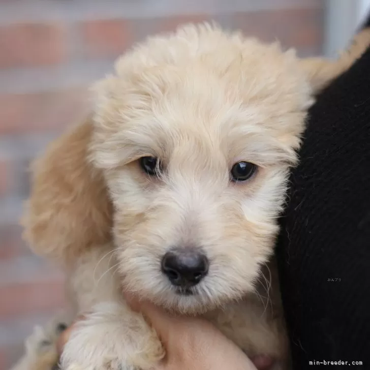 ミディアムラブラドゥードルf1b(ミディアムプードル×ラブラドゥードルf1)【滋賀県・女の子・2025年8月25日・クリーム】の写真1