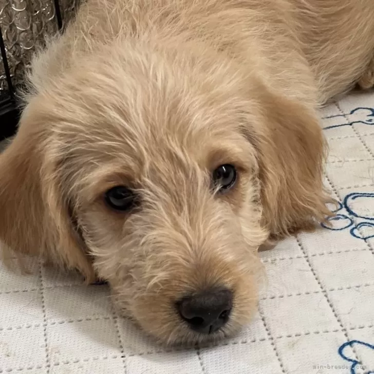 ID:2503-04516の子犬