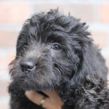 ミディアムラブラドゥードルf1b(ミディアムプードル×ラブラドゥードルf1)【滋賀県・男の子・2025年8月25日・ブラック】の写真「見学当日に一緒に帰れます❤️」