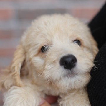 ミディアムラブラドゥードルf1b(ミディアムプードル×ラブラドゥードルf1)【滋賀県・女の子・2025年8月25日・クリーム】の写真「見学当日に一緒に帰れます❤️」