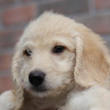 ミディアムラブラドゥードルf1b(ミディアムプードル×ラブラドゥードルf1)【滋賀県・男の子・2025年8月25日・クリーム】の写真「見学当日に一緒に帰れます❤️」