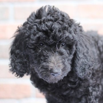 ミディアムラブラドゥードルf1b(ミディアムプードル×ラブラドゥードルf1)【滋賀県・男の子・2025年8月25日・ブラック】の写真「見学当日に一緒に帰れます❤️」