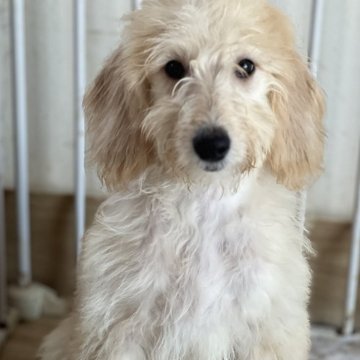 ミディアムラブラドゥードルf1b(プードル×ラブラドールレトリバー)【滋賀県・女の子・2025年8月25日・クリーム】の写真「見学日当日に一緒に帰れます❤️クルーズちゃん」