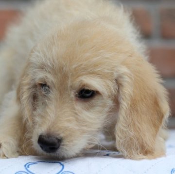 ミディアムラブラドゥードルf1b(ミディアムプードル×ラブラドゥードルf1)【滋賀県・男の子・2025年8月25日・クリーム】の写真「見学当日に一緒に帰れます❤️」