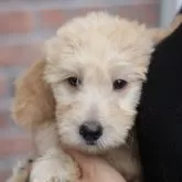 ミディアムラブラドゥードルf1b(ミディアムプードル×ラブラドゥードルf1)【滋賀県・女の子・2025年8月25日・クリーム】の写真1