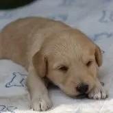 ミディアムラブラドゥードルf1b(ミディアムプードル×ラブラドゥードルf1)【滋賀県・女の子・2025年8月25日・クリーム】の写真8