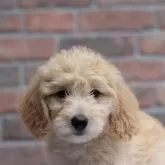 ミディアムラブラドゥードルf1b(ミディアムプードル×ラブラドゥードルf1)【滋賀県・女の子・2025年8月25日・クリーム】の写真3