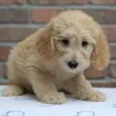 ミディアムラブラドゥードルf1b(ミディアムプードル×ラブラドゥードルf1)【滋賀県・女の子・2025年8月25日・クリーム】の写真2