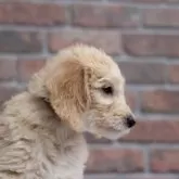 ミディアムラブラドゥードルf1b(ミディアムプードル×ラブラドゥードルf1)【滋賀県・女の子・2025年8月25日・クリーム】の写真4