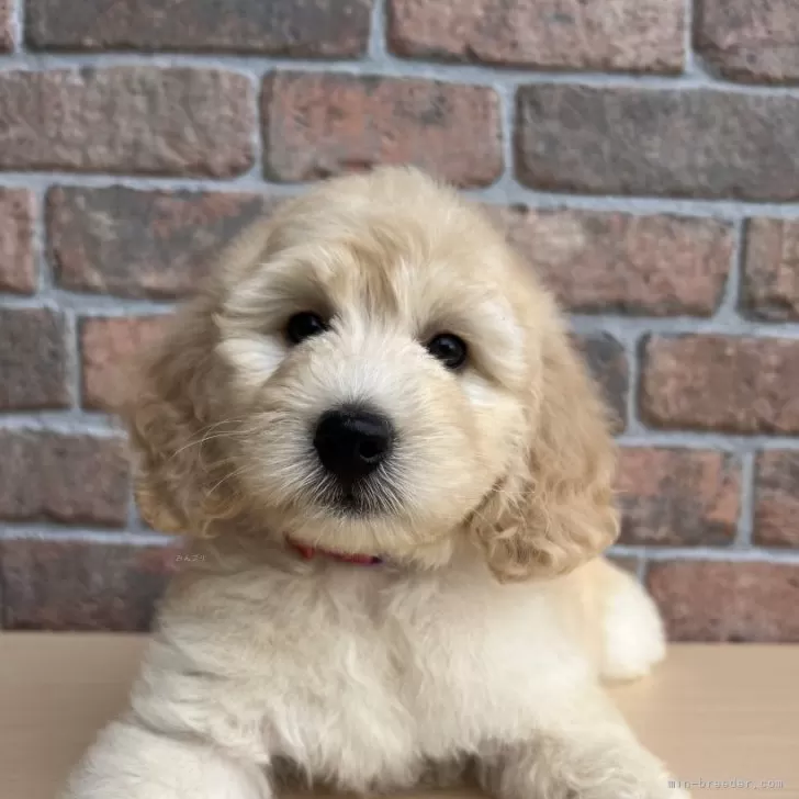 ID:2408-01090の子犬