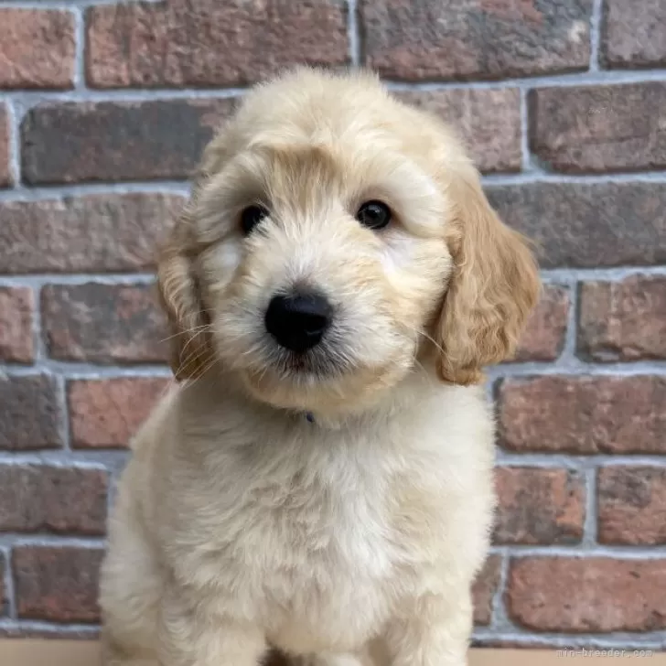 ID：2408-01098の子犬