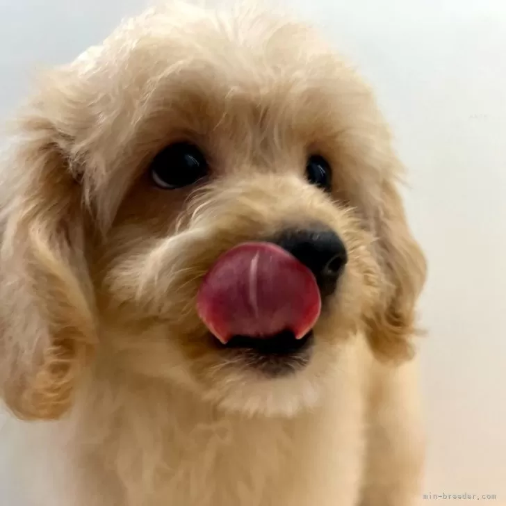 ID：2402-02331の子犬
