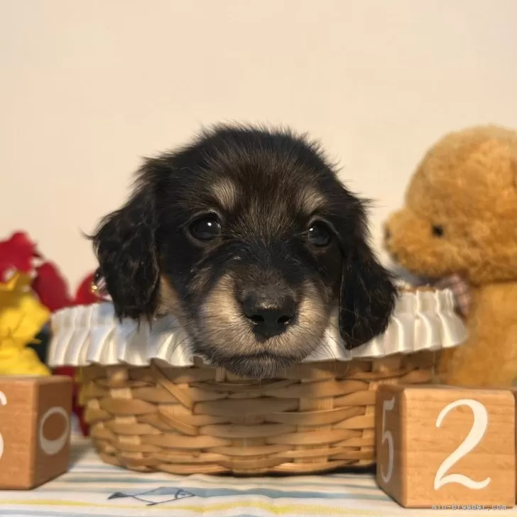 ID:2407-07628の子犬
