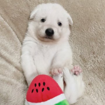 ホワイト・シェパード【滋賀県・男の子・2023年5月21日・ホワイト】の写真「癒し系男子」