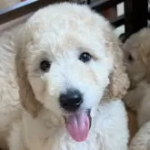 ミディアムラブラドゥードルf1b(ミディアムプードル×ラブラドゥードルf1)【滋賀県・男の子・2024年7月12日・クリーム】の写真1「超希少！ミディアムラブラドゥードルf1b」