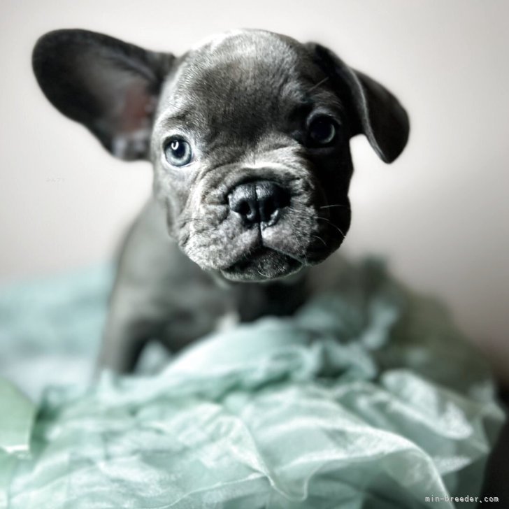 ブリーダー画像