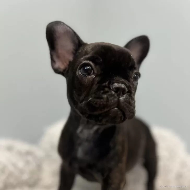H.O 様のお迎えした子犬