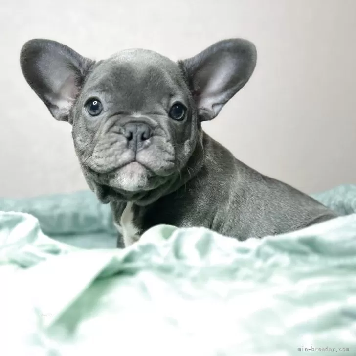 Y-N 様のお迎えした子犬