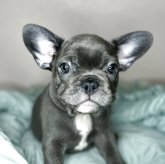 フレンチブルドッグ