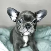 フレンチブルドッグ