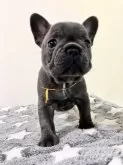 フレンチブルドッグ【長崎県・女の子・2024年2月11日・ブルー】の写真5