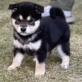 柴犬(標準サイズ)